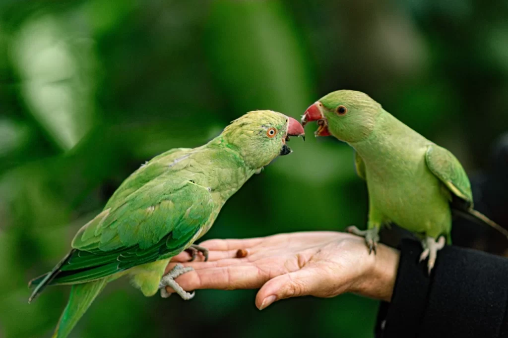 Loros verdes