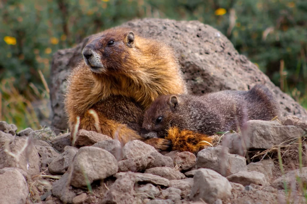 Las marmotas