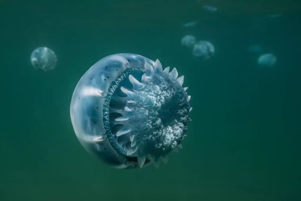 Medusa bola de cañón