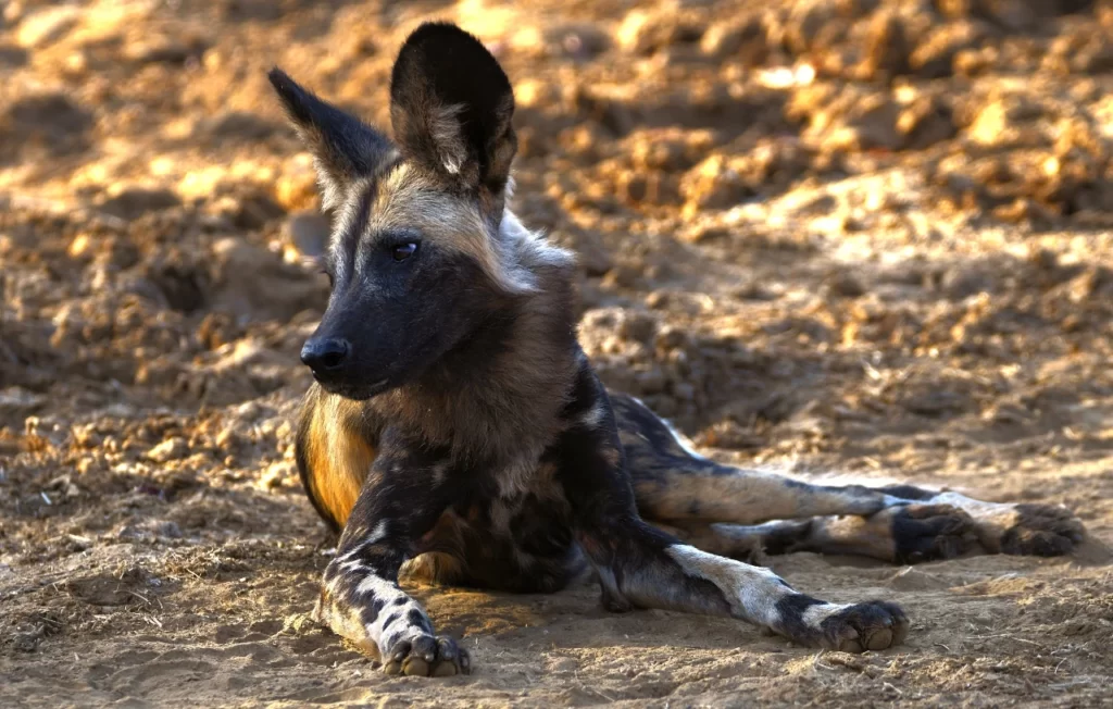 Perro salvaje africano acostado