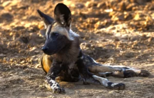 Perro salvaje africano acostado