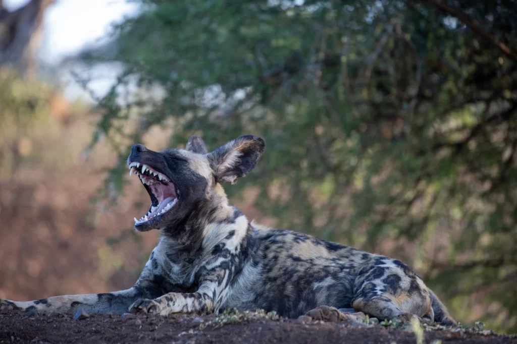 Perro salvaje africano bostezando