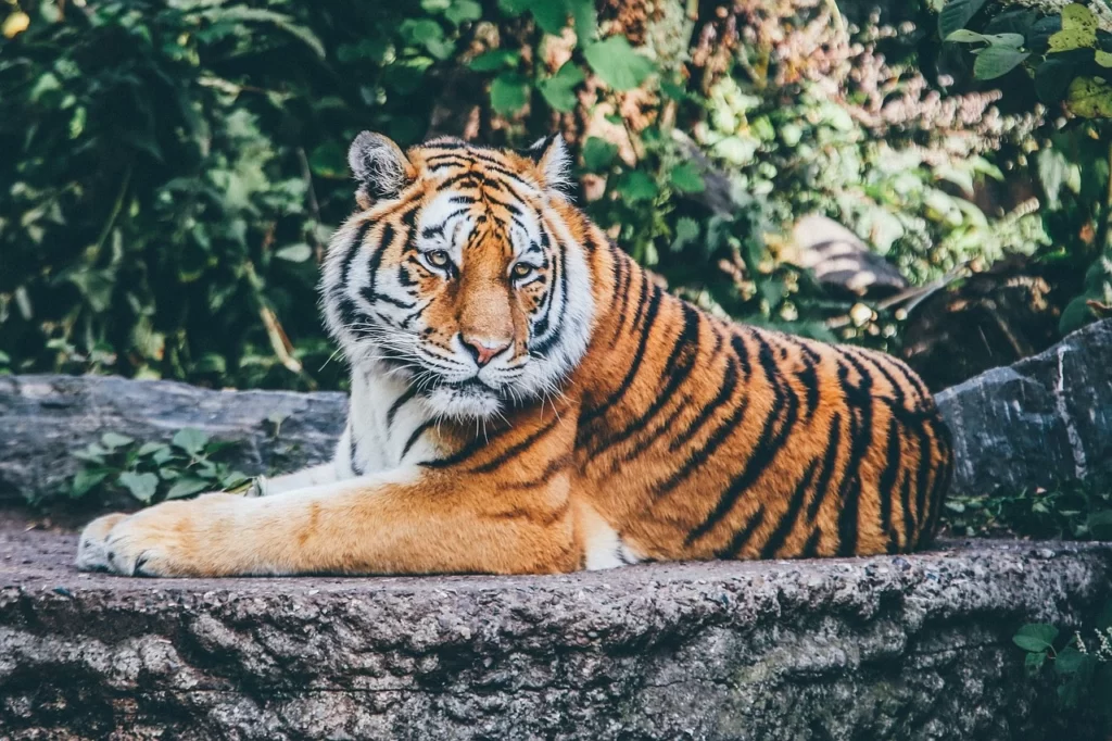 El tigre