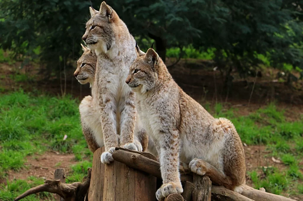 Animales de Zoológico