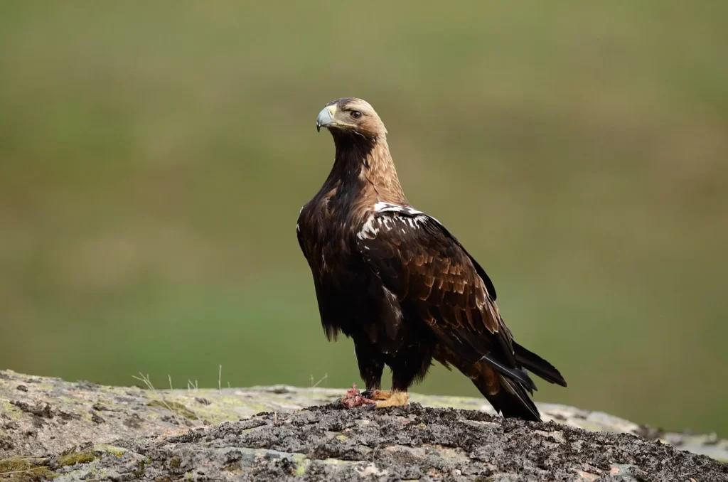 águila imperial ibérica