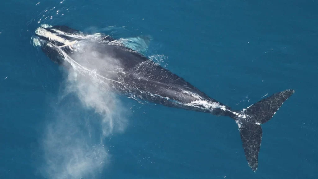 ballena franca del atlantico norte