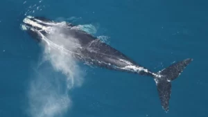 ballena franca del atlantico norte