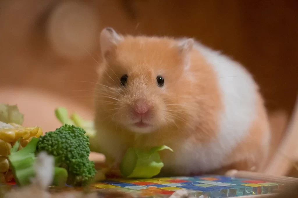 Hamster comiendo