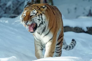 Tigre siberiano