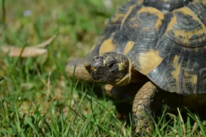 tortuga mora