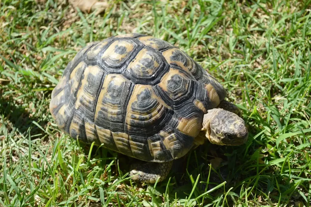 tortuga mora