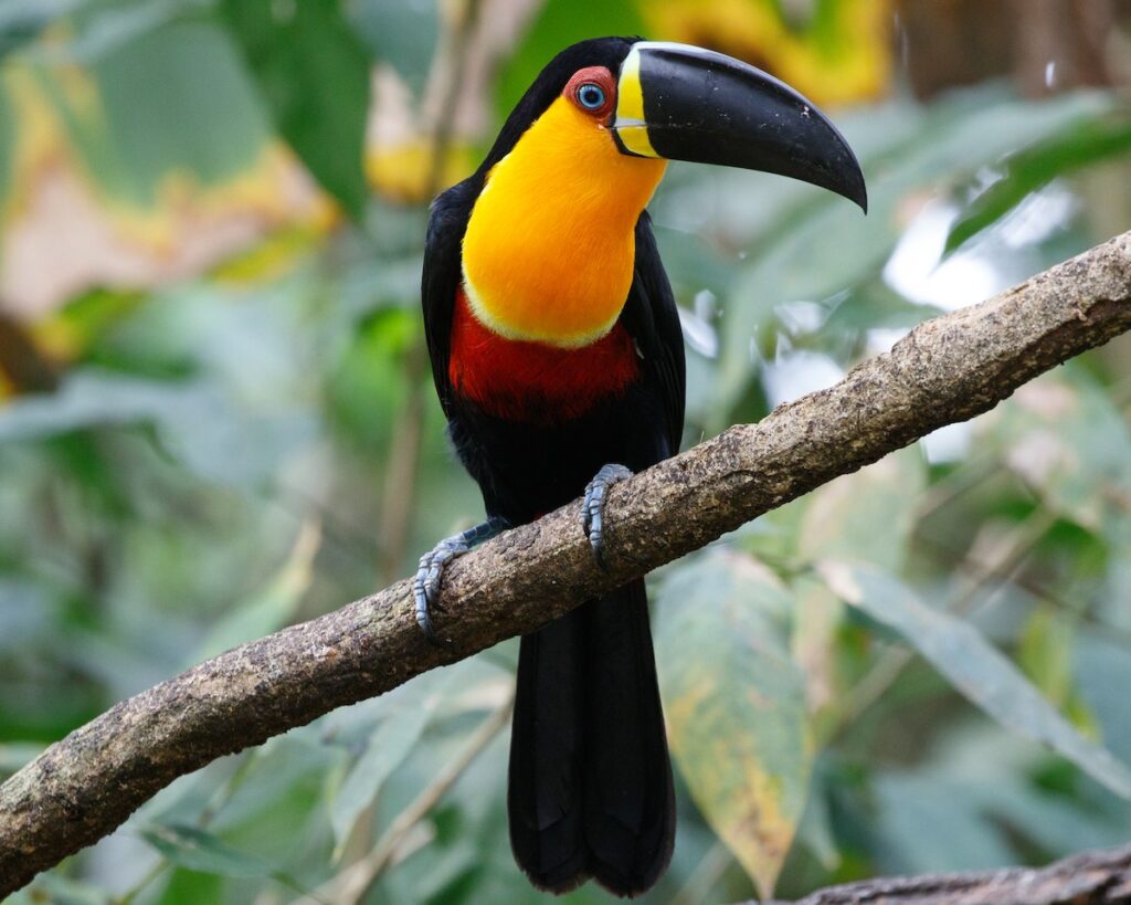 tucan ariel plumaje