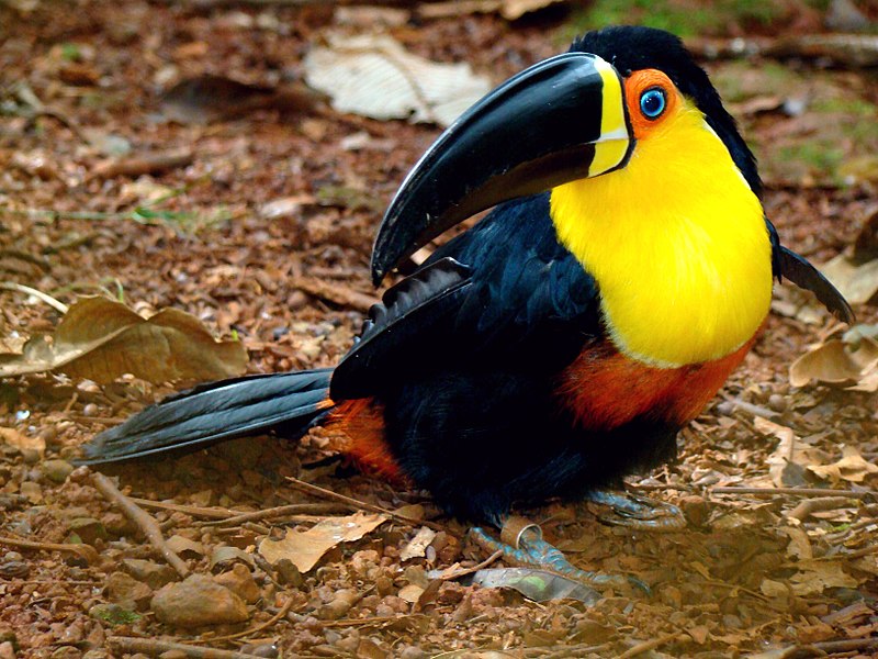 tucan ariel