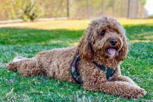 Cavapoo o Cavoodle