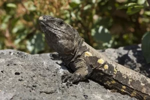 lagarto gigante del Hierro