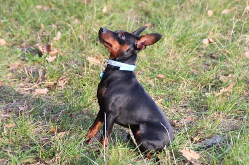 Pinscher Miniatura