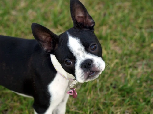 frenchton