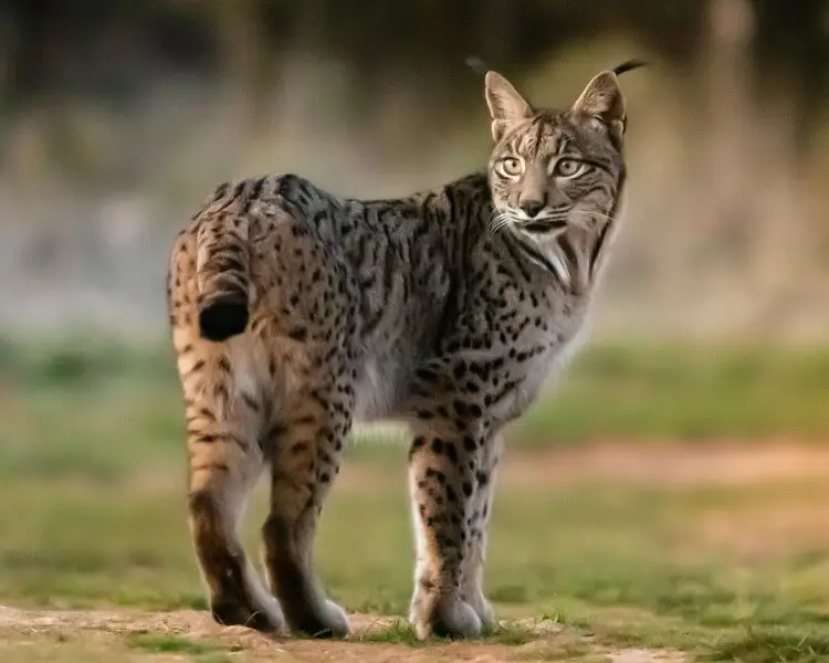 lince ibérico