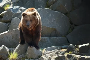 Oso pardo de los Pirineos