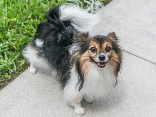 papillon