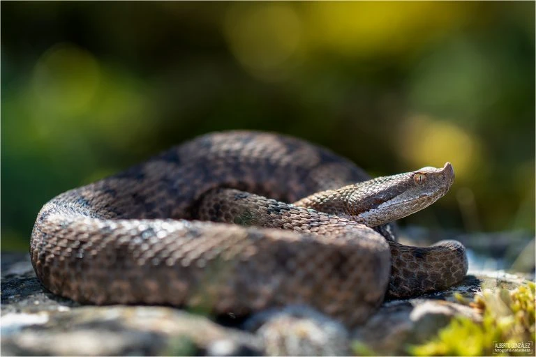 Vibora hocicuda- vipera-latastei